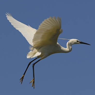 Sortie nature : A la rencontre des oiseaux en bateaux au Bec d'Allier