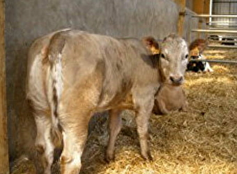Ferme de Mussy, production de viande - PARIGNY-LES-VAUX