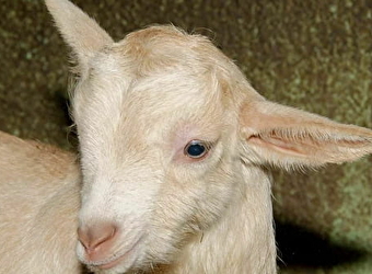 Chèvrerie de Cheugny - VARENNES-VAUZELLES