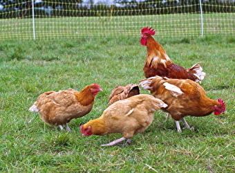 GAEC Cadiot - CHALLUY